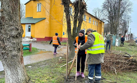 У Рокитному невідомі пошкодили 40 червоних дубів