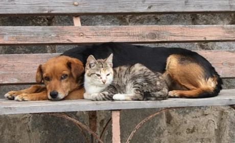 В Южноукраїнській громаді зоозахисники UAnimals безкоштовно стерилізуватимуть безпритульних тварин