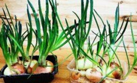 Як виростити цибулю на зелень і мати її весь сезон