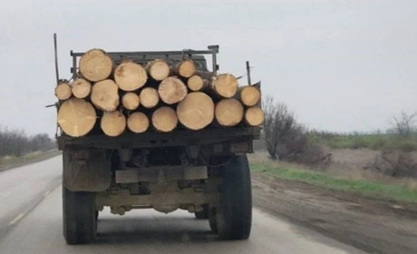 У Мелітопольському районі росіяни масово вирубують ліс: продають і будують укріплення