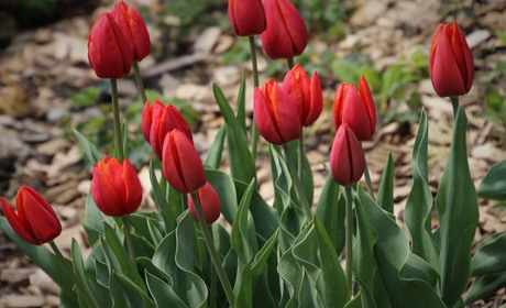 Що посадити у відкритий грунт у квітні: поради для городників та садоводів