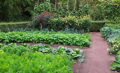 Поради городникам: які рослини можна садити поруч, а які не можна