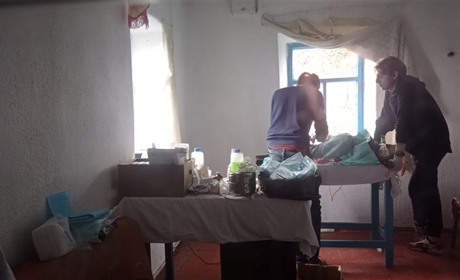 Волонтери під обстрілами організували стерилізацію собак в Оріхові