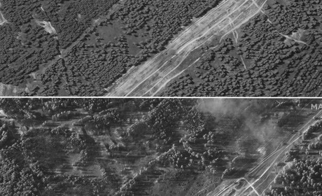 Таврійський ліс на Херсонщині: фото "до" та "після" хазяйнування російських мародерів