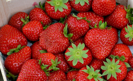 Росіяни планують вивозити херсонську полуницю в Москву