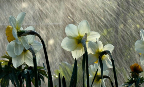 Погода в Кагарлику та Ржищеві на тиждень - з 17 по 23 квітня