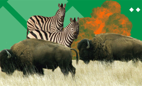 "Асканія-Нова" під загрозою