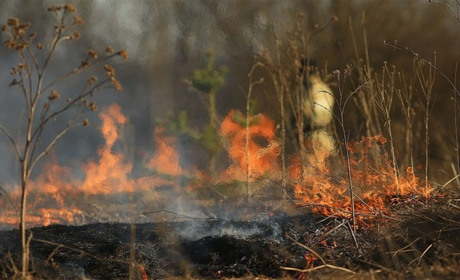 Спалювання сухостою: шкода та наслідки