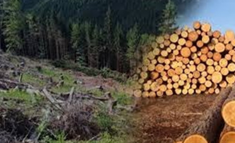 На Конотопщині виявили незаконну рубку лісу. Поліція встановлює всі обставини