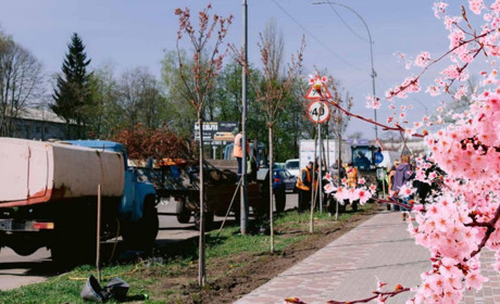 На головній вулиці Переяслава посадили алею з 60 сакур