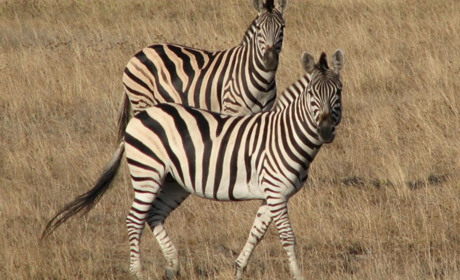 З Херсонщини окупанти депортуватимуть екзотичних тварин