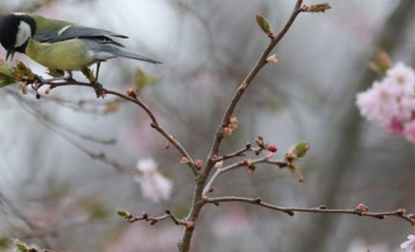 Погода на Кагарличчині та Ржищівщині на вихідні 22 і 23 квітня