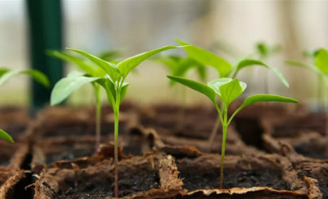 Сприятливі дні для посадки: посівний календар на квітень-травень