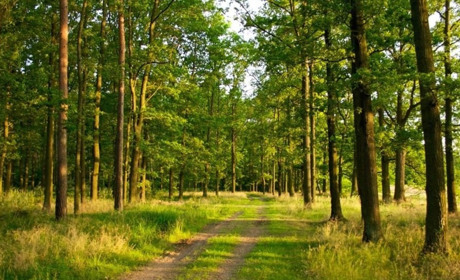 Що потрібно для безпечної прогулянки лісом