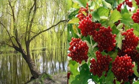Верба й калина