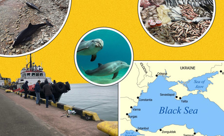 Сліди війни в Чорному морі: чому дельфіни в небезпеці