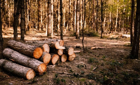 Чому варто готуватися до опалювального сезону зараз: пояснюють гадяцькі лісівники