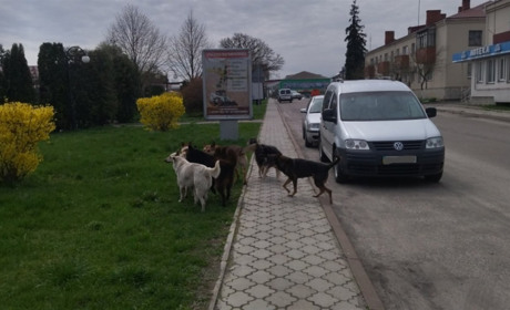 У Володимирці відловлюють бродячих собак на вулицях. Що буде із тваринами?