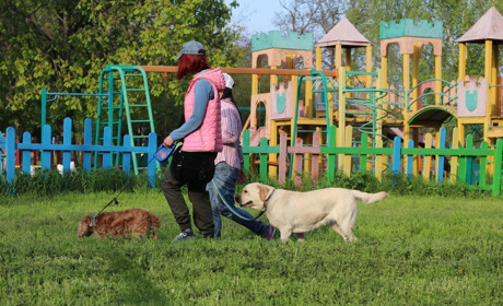 Період активності кліщів: як уберегти тварину та допомогти при укусах - поради ветеринара