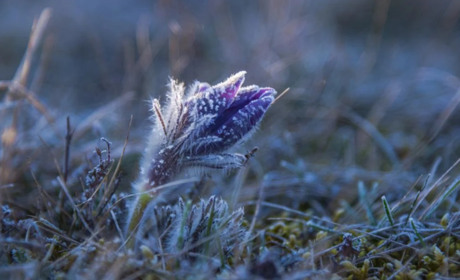У Гадячі та в області кілька днів поспіль прогнозують заморозки