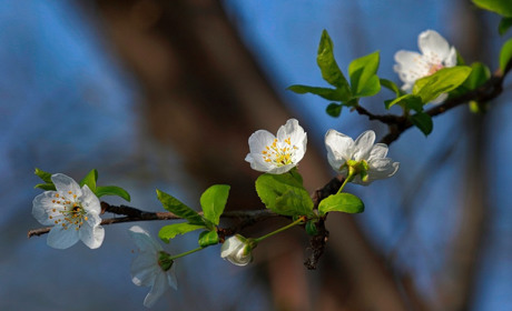 Погода на Кагарличчині та Ржищівщині на вихідні 29 і 30 квітня