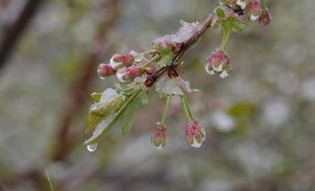 Погода в Кагарлику та Ржищеві на тиждень - з 1 по 7 травня