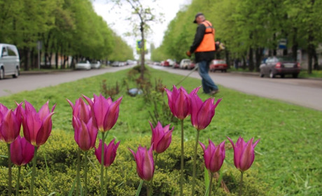 Прибирають територію та висаджують квіти: у Добропільській громаді закінчився місячник довкілля