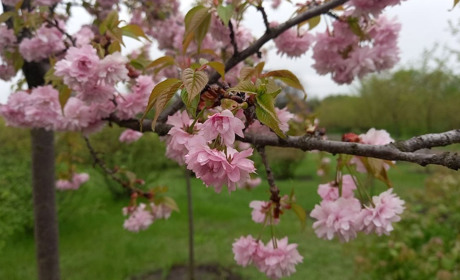 Мандри вихідного дня. Відвідайте ботанічний сад у Кривому Розі: графік роботи, ціни на квитки