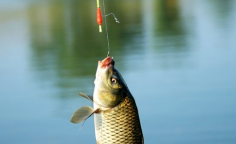 Закон про "рибну реформу": коли набув чинності та що означає в Мінагрополітики пояснили деталі