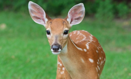 Лісівники Рахівщини попередили жителів, про правила поводження з дитинчатами диких тварин