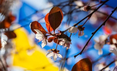 Зміни, що прийшли у життя золотонісців з 1 днем травня
