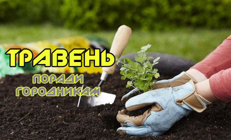 Посівний календар на травень: що і коли краще садити та сіяти