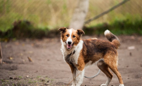 У Гадячі хочуть створити притулок для тварин
