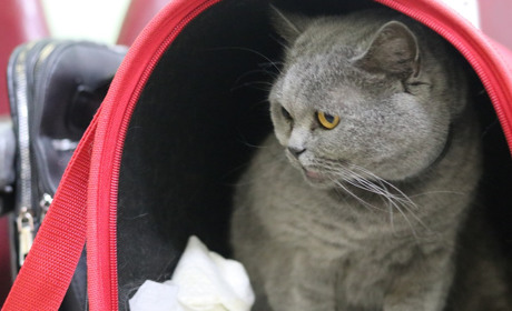 Отруєння кота чи собаки: поради ветеринара як розпізнати та чим допомогти до візиту ветлікаря