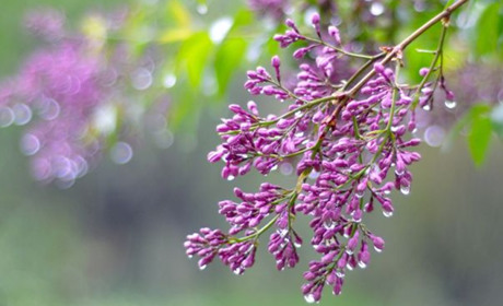 Погода в Кагарлику та Ржищеві на тиждень - з 8 по 14 травня