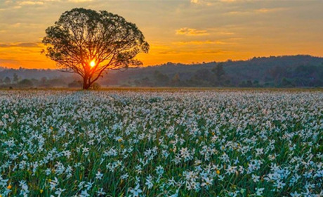 На Закарпатті зацвіла Долина нарцисів (відео)