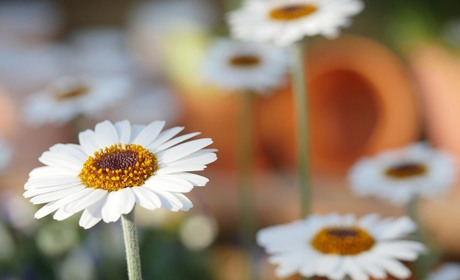 Погода у Старокостянтинові на 15-21 травня: тиждень порадує теплом