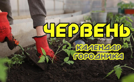 Місячний календар городника: що можна посіяти й посадити у червні?