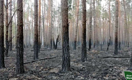 Чернігівщину 16 травня обстріляли росіяни. Почалися лісові пожежі