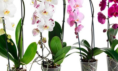 Купити орхідею – зробити шикарний вибір