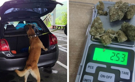 Собака закарпатських митників знайшов наркотичну речовину в автомобілі іноземця