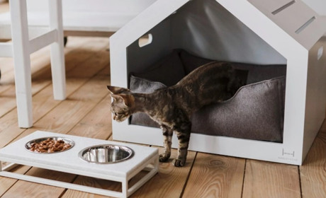 Что купить в зоомагазине для кошек и котов