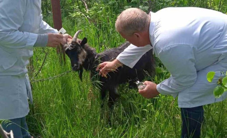 У Подільському районі одразу у двох громадах почали масово хворіти кози та корови