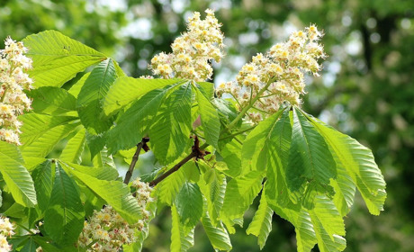 Погода у Старокостянтинові на 22-28 травня: буде тепло та без опадів