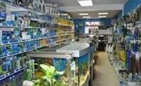 Відкриття зоомагазину: корисні поради для початку справи