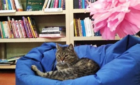 Любить увагу і полежати серед книг: історія кота Мурчика, який став гостем нікопольської бібліотеки