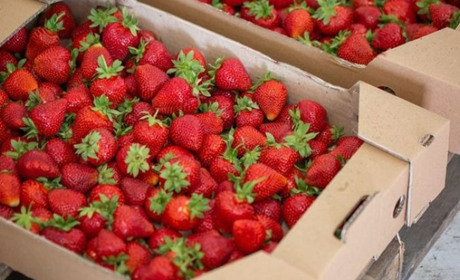 Полуниця в Новій Каховці дешевшає