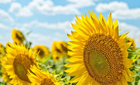 Війна, червень, зміни: чи підвищаться тарифи і для кого збільшать песії