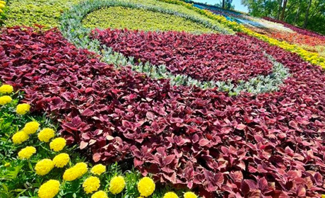 У Києві створили квітник де зображено Алею троянд Бахмута