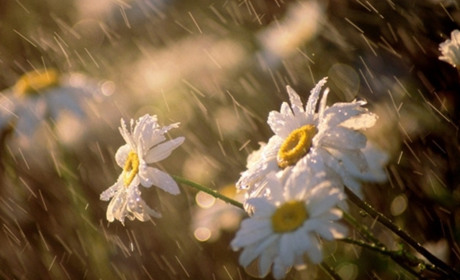 Погода на Кагарличчині та Ржищівщині на вихідні 3 і 4 червня